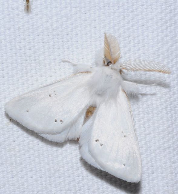 Euproctis chrysorrhoea - aranyfarú szövő