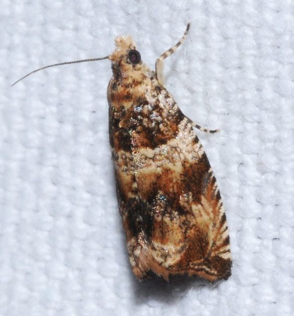 Celypha flavipalpana - öthorgú tükrösmoly