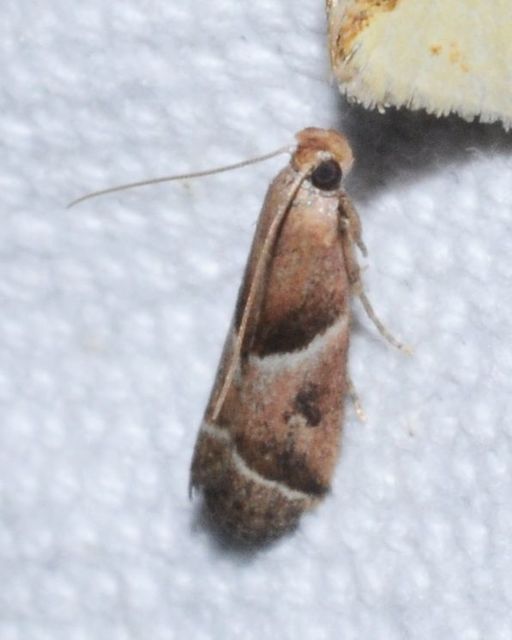 Nyctegretis