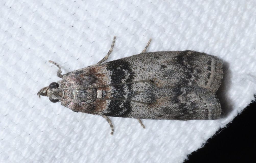 Sciota