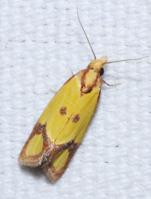 Agapeta zoegana - barnacsíkos sárgamoly