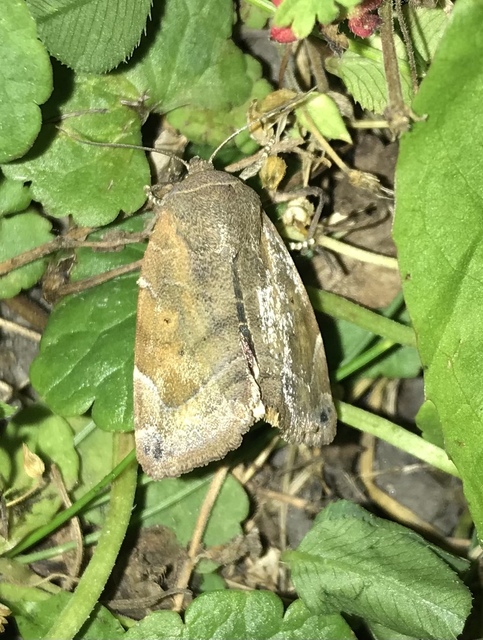Cosmia affinis - barna lombbagoly