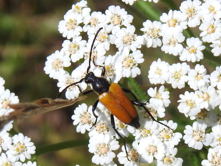 Stictoleptura fulva - vörhenyes virágcincér