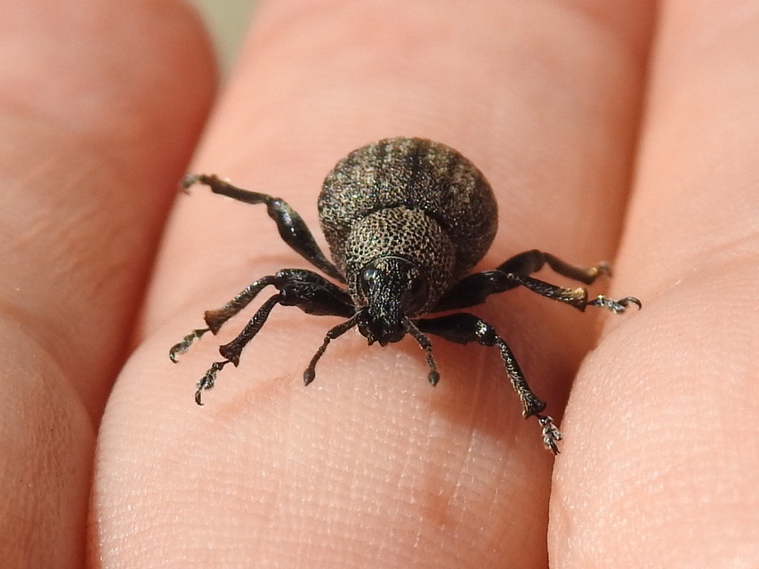 Otiorhynchus ligustici - vincellér-gyalogormányos