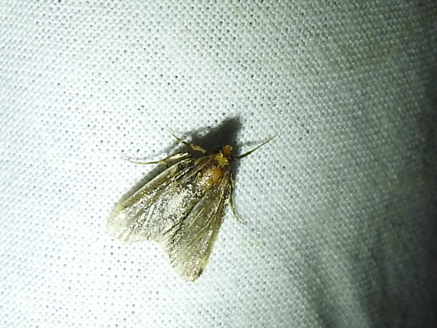 Aglossa