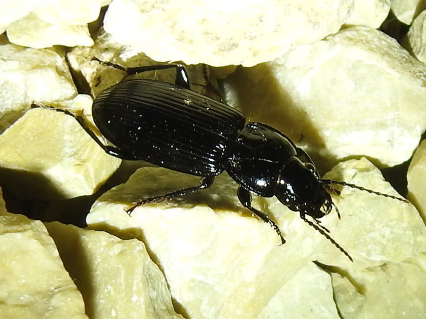 Pterostichus melanarius - közönséges gyászfutó
