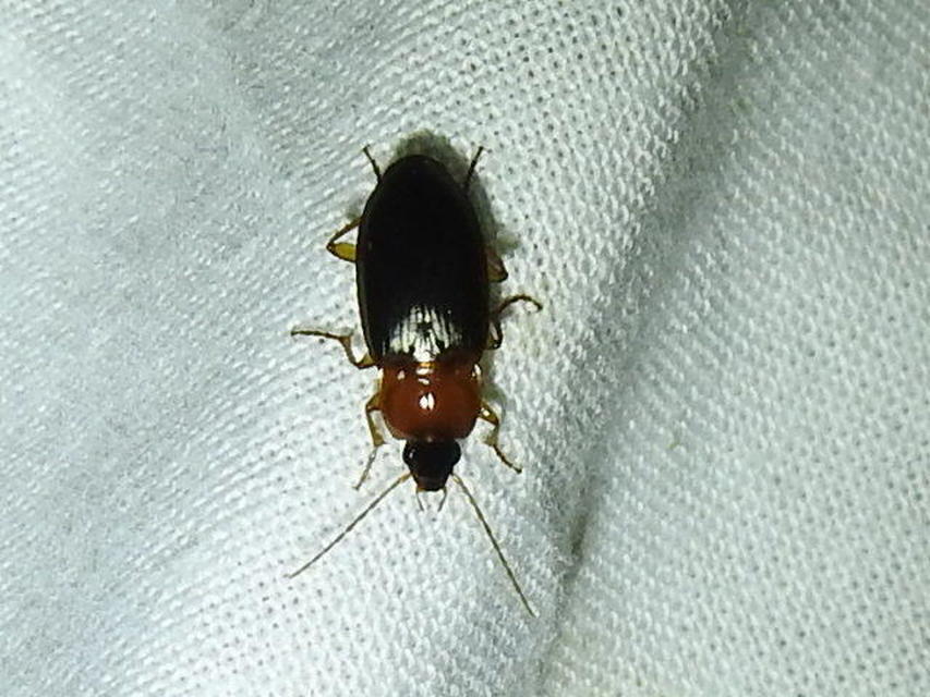 Calathus melanocephalus - vörösnyakú tarfutó Calathus melanocephalus - vörösnyakú tarfutó