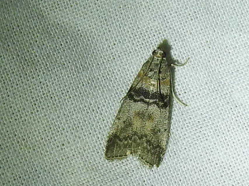 Sciota