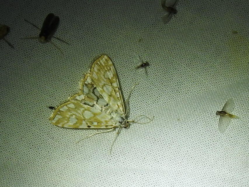 Elophila nymphaeata - tarka vízimoly