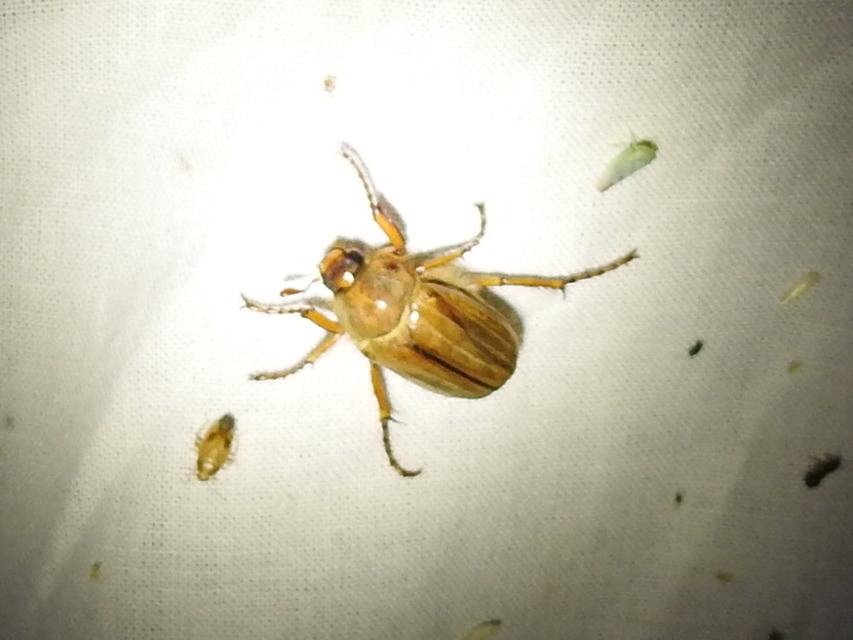Amphimallon solstitiale - bordás sárgacserebogár