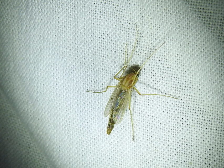 Chironomini