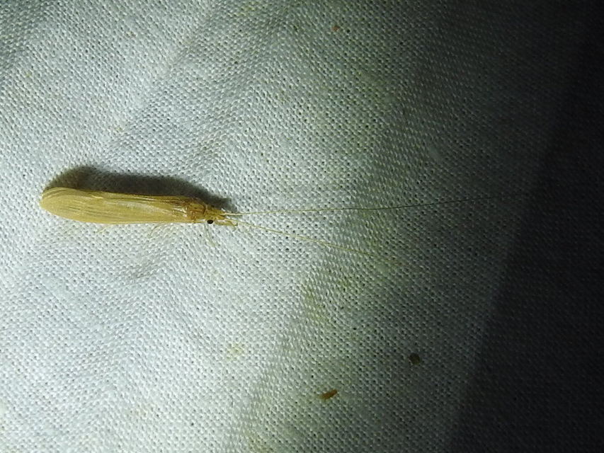 Oecetis