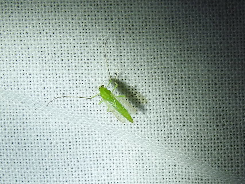 Chironominae
