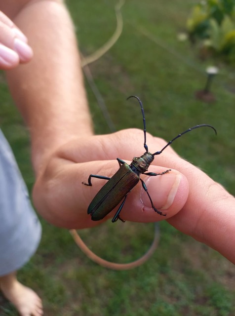 Aromia moschata - pézsmacincér