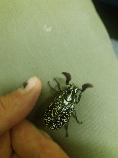 Polyphylla fullo - csapó cserebogár