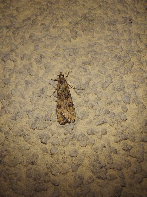 Nomophila noctuella - közönséges vándormoly