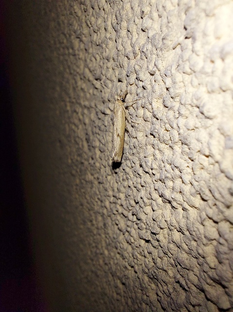 Pediasia contaminella - mocskos fűgyökérmoly