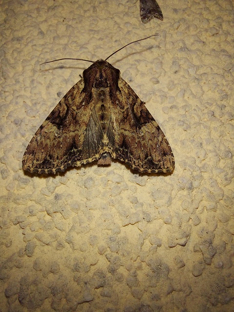 Apamea epomidion - vörösbarna dudvabagoly