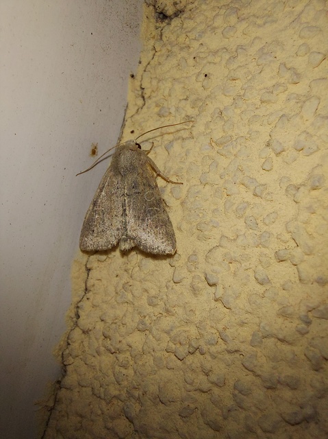 Parastichtis suspecta - sötét erdeibagoly