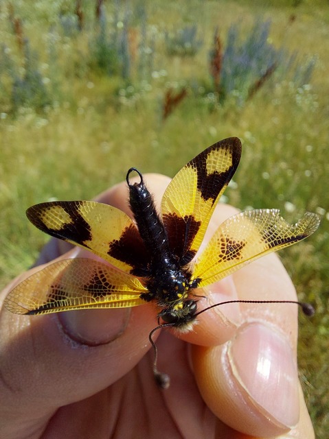 Libelloides macaronius - keleti rablópille
