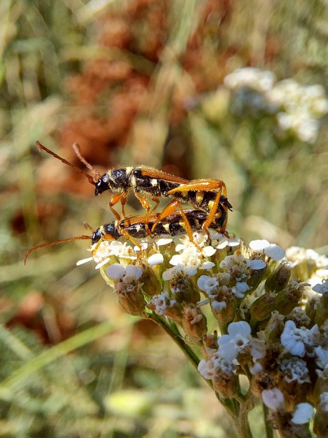 Stenopterus flavicornis - sárgacsápú keskenyfedőscincér