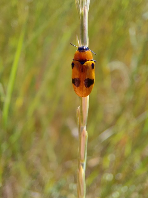 Tituboea macropus - dárdahere-zsákhordóbogár