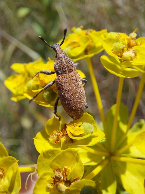 Rhabdorrhynchus echii - kígyósziszbarkó