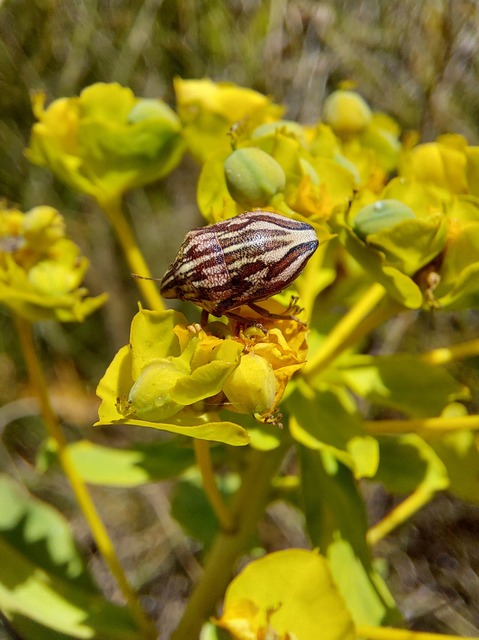 Odontotarsus purpureolineatus - tarka pajzsospoloska