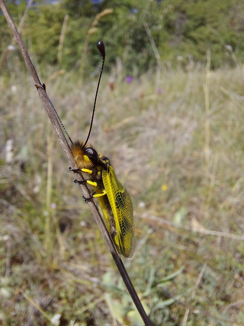 Libelloides macaronius - keleti rablópille
