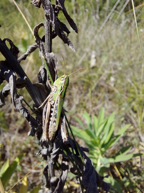 Stenobothrus nigromaculatus - sztyeppréti sáska