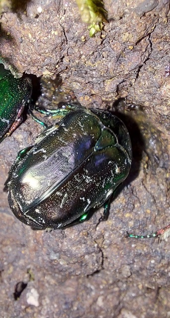 Protaetia marmorata - márványos virágbogár
