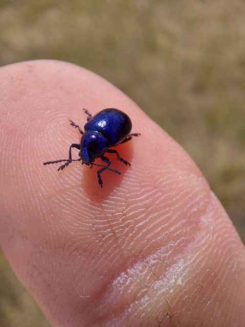 Chrysochus asclepiadeus - tündöklő méreggyiloklevelész
