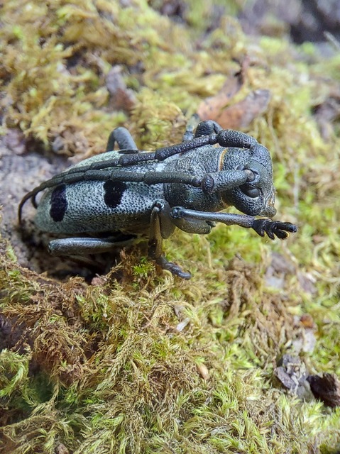 Morimus asper funereus - gyászcincér