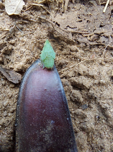 Dictyophara europaea