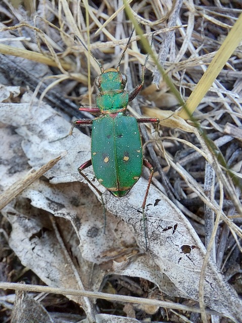 Cicindela campestris - mezei homokfutrinka