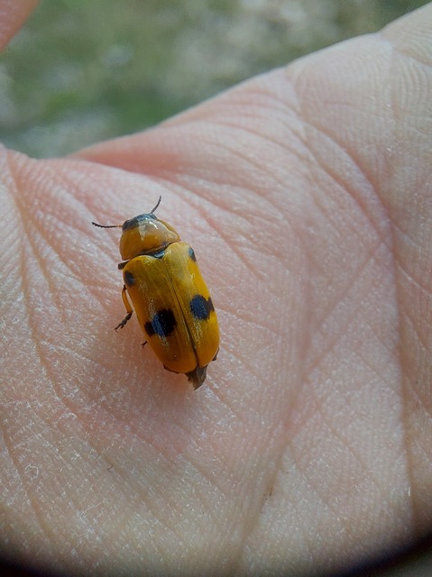 Tituboea macropus - dárdahere-zsákhordóbogár