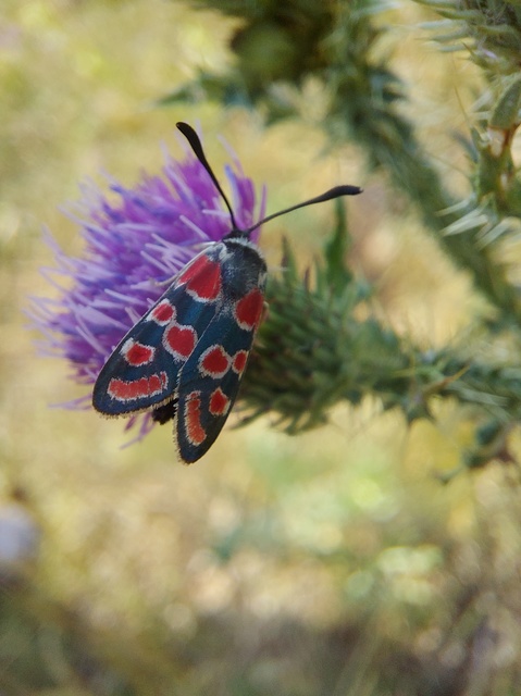 Zygaena carniolica - fehérgyűrűs csüngőlepke