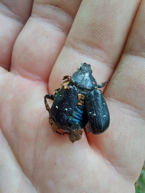 Gnorimus variabilis - nyolcpettyes virágbogár