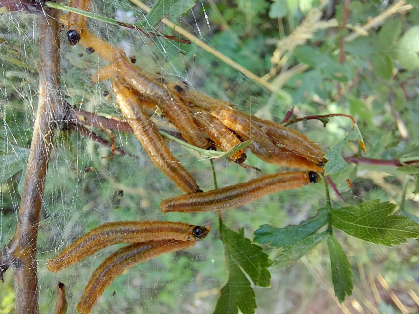 Pamphiliidae - szövődarazsak