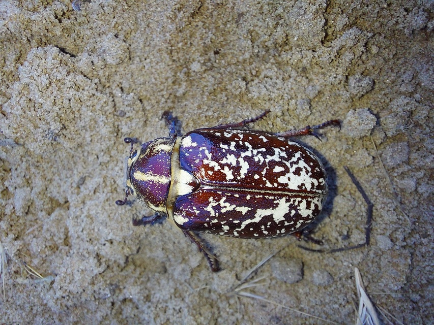Polyphylla fullo - csapó cserebogár