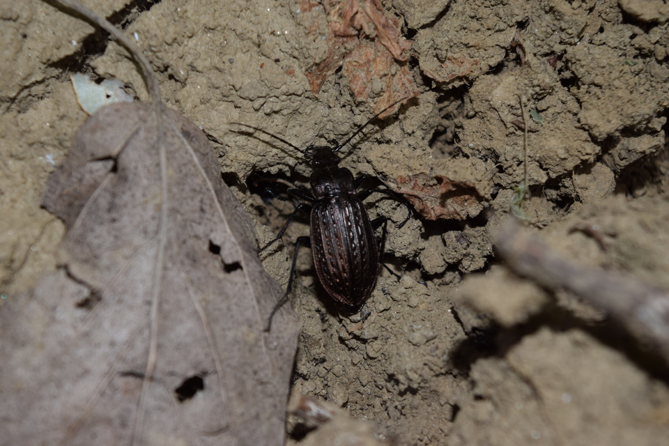 Carabus granulatus - mezei futrinka