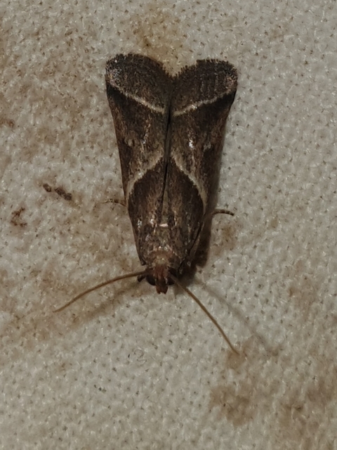 Nyctegretis triangulella - háromszöges karcsúmoly