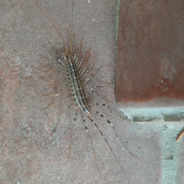 Scutigera coleoptrata - légyölő pókszázlábú