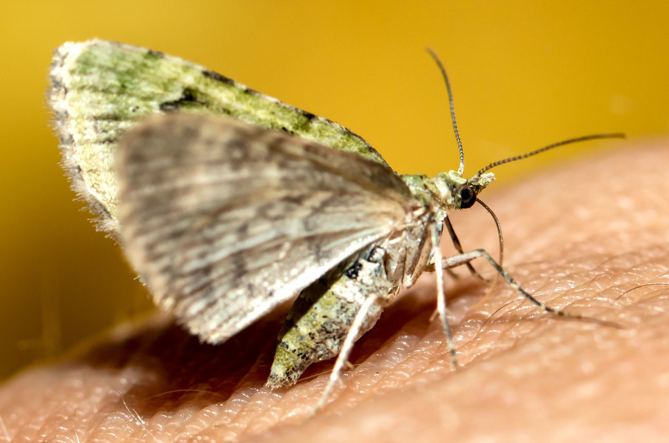 Chloroclystis v-ata - zöldes törpearaszoló