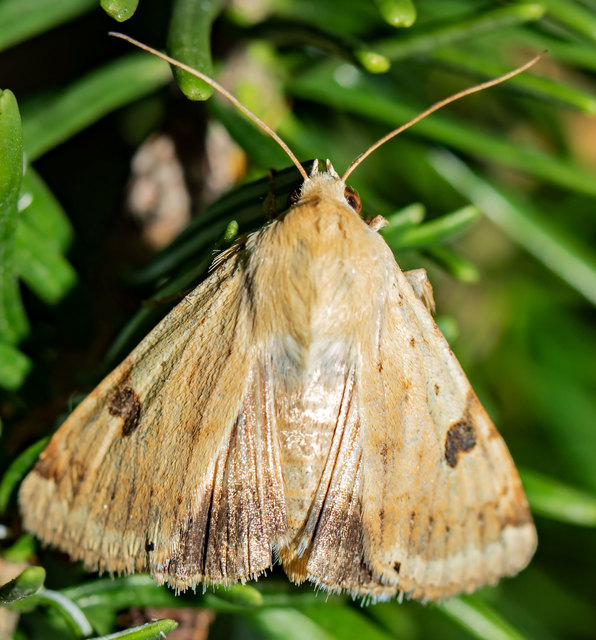 Heliothis peltigera - nagy veteménybagoly