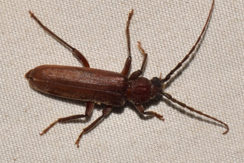 Arhopalus rusticus - gödrösnyakú cincér