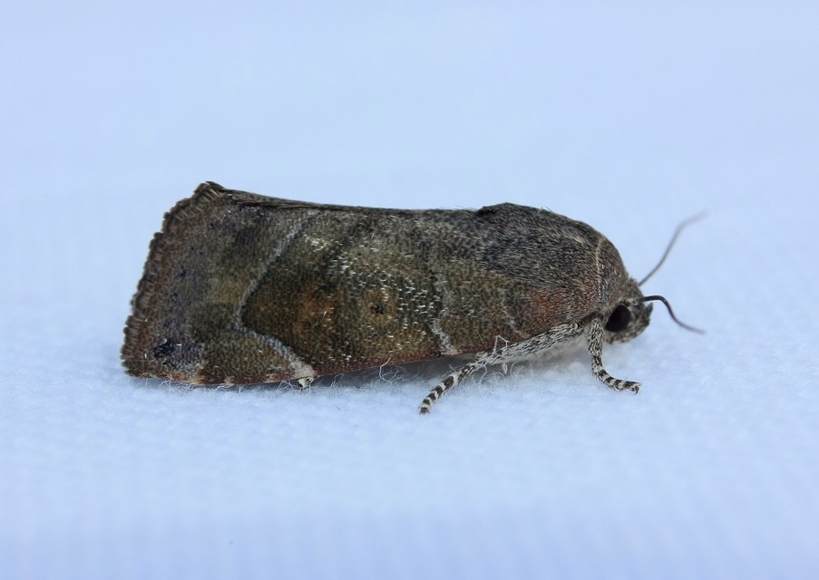 Cosmia affinis - barna lombbagoly