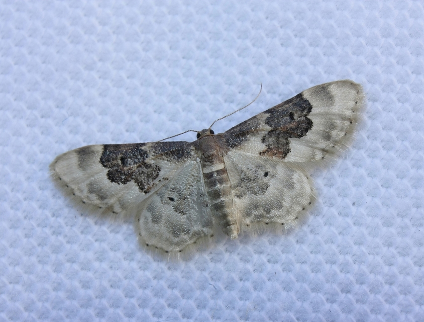 Idaea rusticata - tarka apróaraszoló