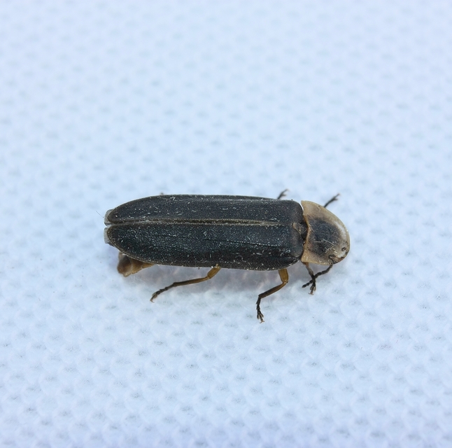 Lampyris noctiluca - nagy szentjánosbogár