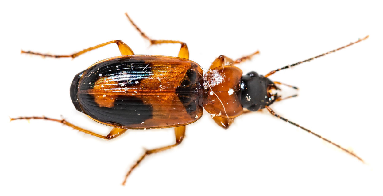 Badister meridionalis - közönséges posványfutonc